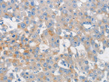 MUC5AC Polyclonal Antibody Store at -20°C