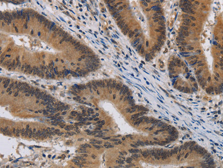 KCNG4 Polyclonal Antibody Store at -20°C