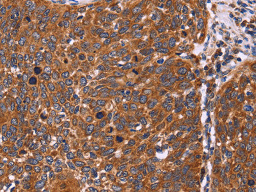 FBXW7 Polyclonal Antibody Store at -20°C