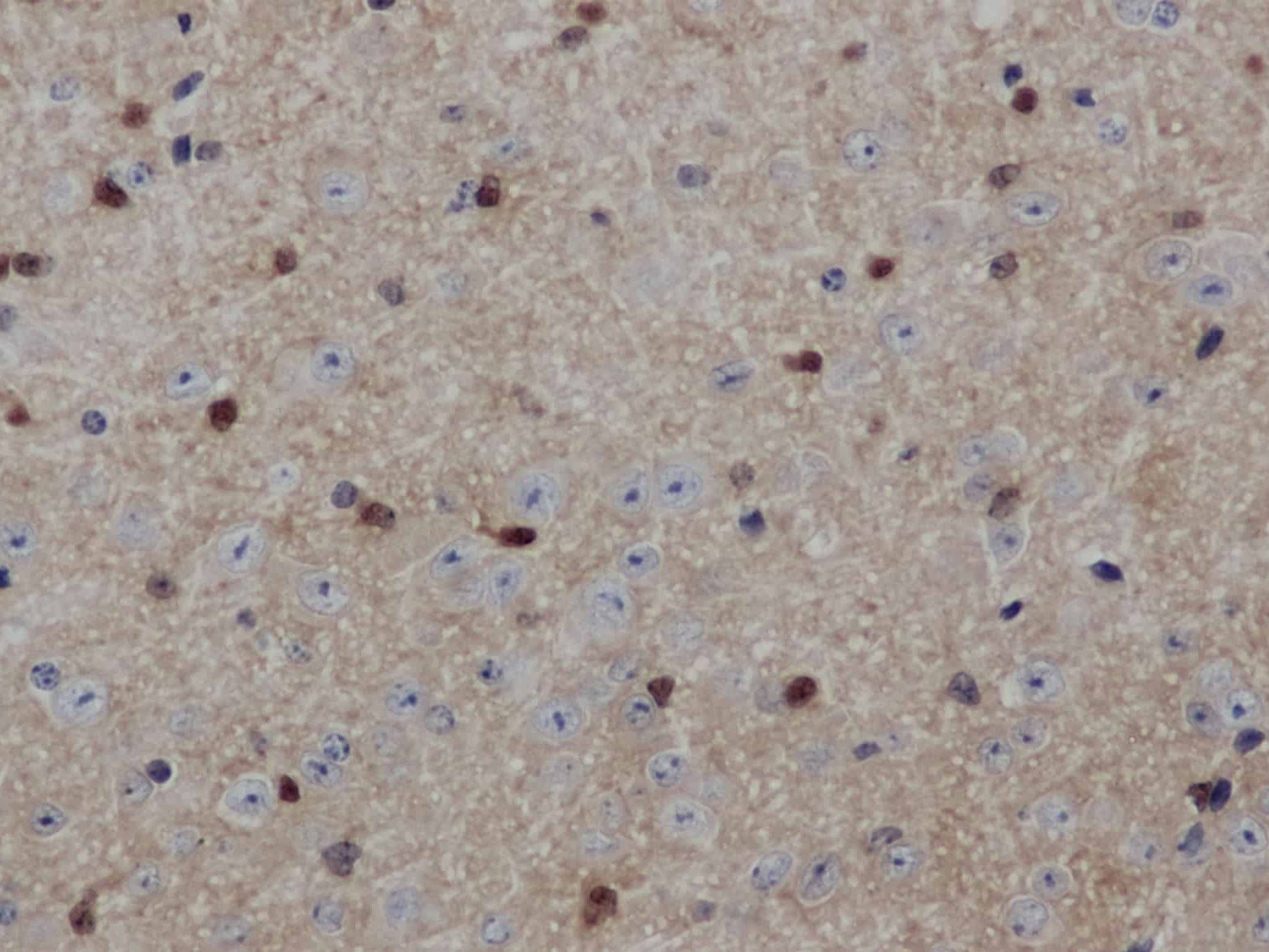 ENO1 Polyclonal Antibody Store at -20°C