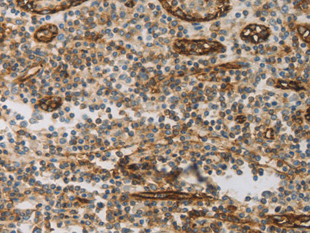 CD31 Polyclonal Antibody Store at -20°C