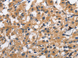 CLEC2D Polyclonal Antibody Store at -20°C