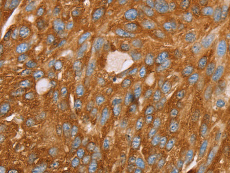 PAICS Polyclonal Antibody Store at -20°C