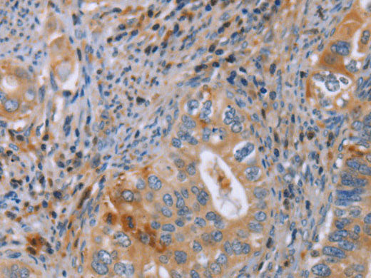 GMFG Polyclonal Antibody Store at -20°C