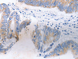 SERP1 Polyclonal Antibody