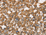 CDC25A Polyclonal Antibody Store at -20°C