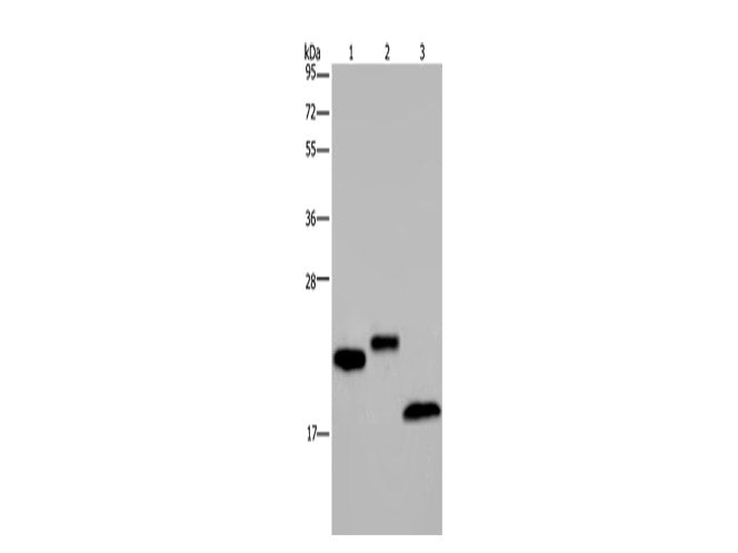 EPPIN Polyclonal Antibody Store at -20°C