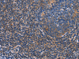 AGFG1 Polyclonal Antibody Store at -20°C