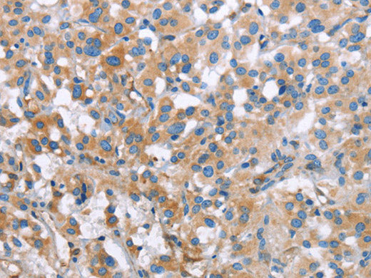 MCL1 Polyclonal Antibody Store at -20°C
