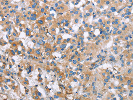 MCL1 Polyclonal Antibody Store at -20°C