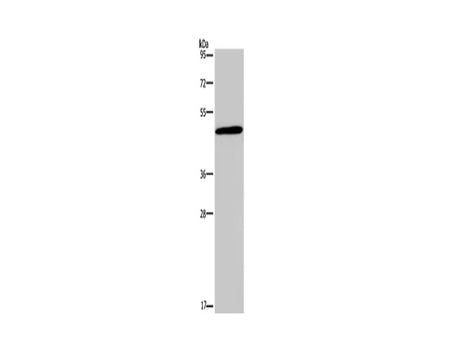 Glucagon Receptor Polyclonal Antibody