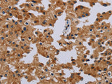 IFRD1 Polyclonal Antibody Store at -20°C