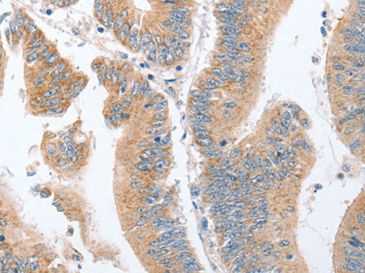 PARD6A Polyclonal Antibody Store at -20°C