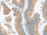 PARD6A Polyclonal Antibody Store at -20°C
