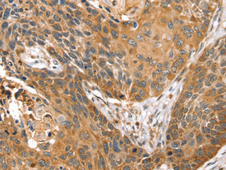 STX10 Polyclonal Antibody Store at -20°C