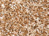 RBM5 Polyclonal Antibody Store at -20°C