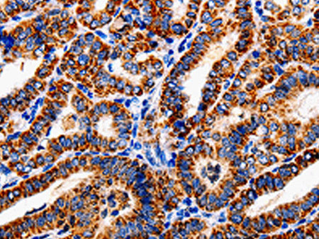 COX19 Polyclonal Antibody Store at -20°C