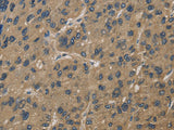 CORO1C Polyclonal Antibody Store at -20°C