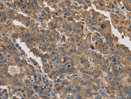 KCNG1 Polyclonal Antibody Store at -20°C