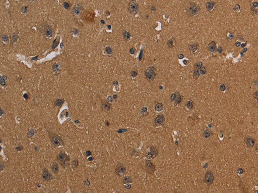 CD242 Polyclonal Antibody Store at -20°C