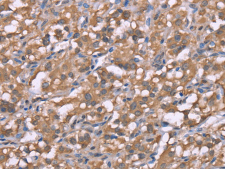 Histamine H3 Receptor Polyclonal Antibody Store at -20°C
