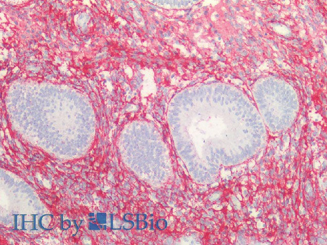 COL3A1 Polyclonal Antibody Store at -20°C