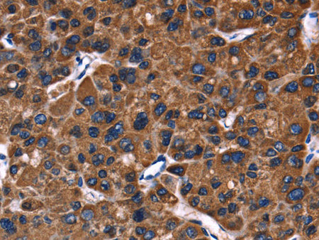 PHB Polyclonal Antibody Store at -20°C