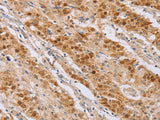 CDC46 Polyclonal Antibody Store at -20°C