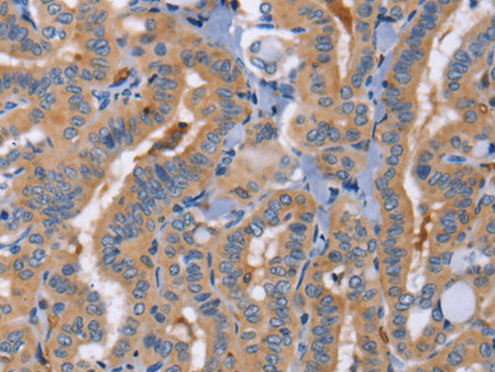 CD327 Polyclonal Antibody Store at -20°C