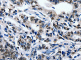 CD203c Polyclonal Antibody