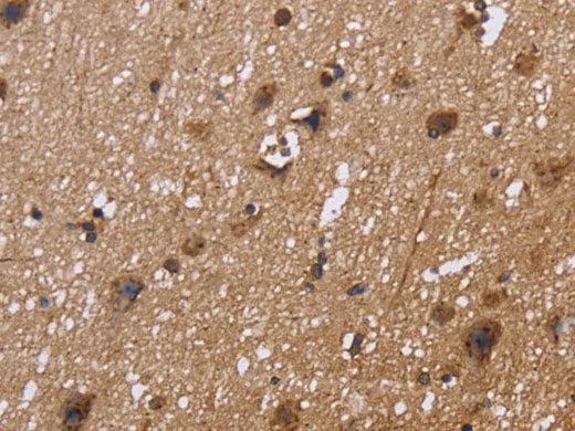 EXTL3 Polyclonal Antibody Store at -20°C