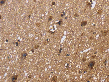 EXTL3 Polyclonal Antibody Store at -20°C