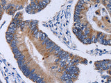 CA4 Polyclonal Antibody