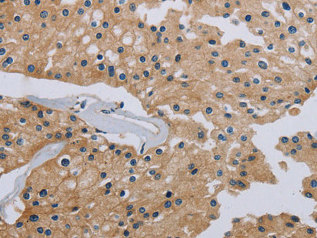 HSD3B7 Polyclonal Antibody Store at -20°C