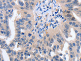 14-3-3 theta Polyclonal Antibody