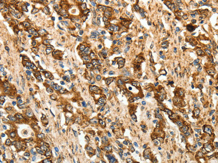 CALR Polyclonal Antibody Store at -20°C