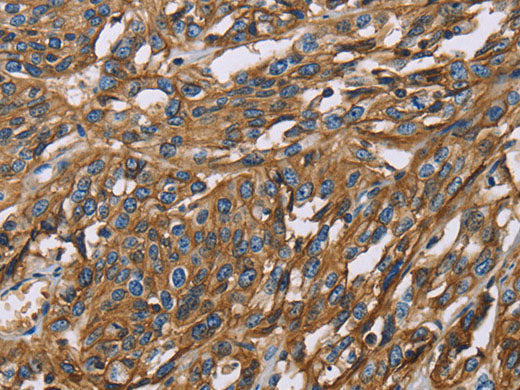BSG Polyclonal Antibody Store at -20°C