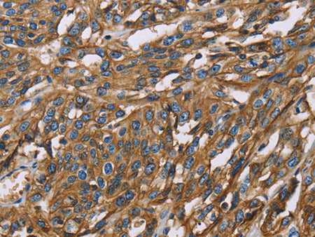 BSG Polyclonal Antibody Store at -20°C