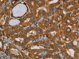 CENPU Polyclonal Antibody