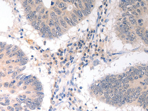 CD275 Polyclonal Antibody