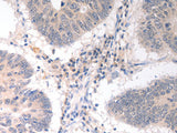 CD275 Polyclonal Antibody