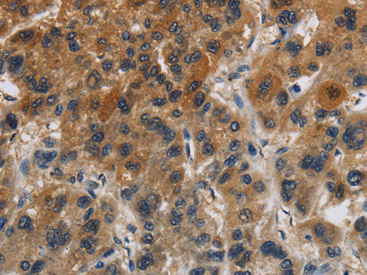 Claudin 8 Polyclonal Antibody Store at -20°C