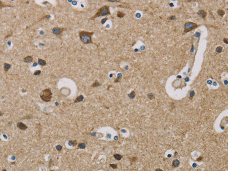 COX6B1 Polyclonal Antibody Store at -20°C