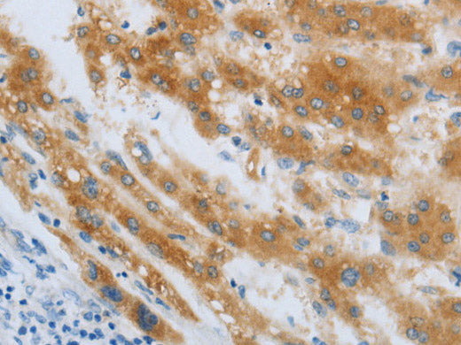 CHRNA7 Polyclonal Antibody Store at -20°C