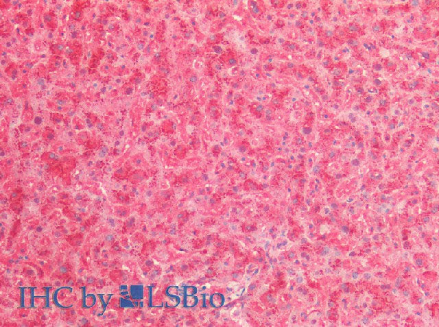 Cathepsin B Polyclonal Antibody Store at -20°C