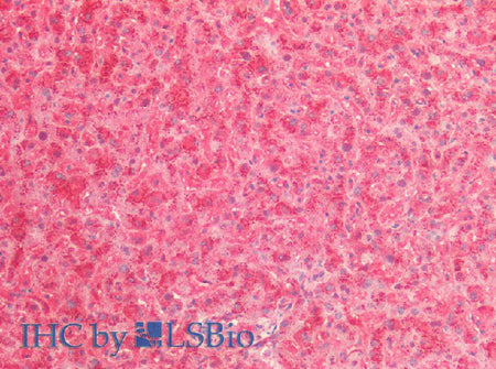 Cathepsin B Polyclonal Antibody Store at -20°C