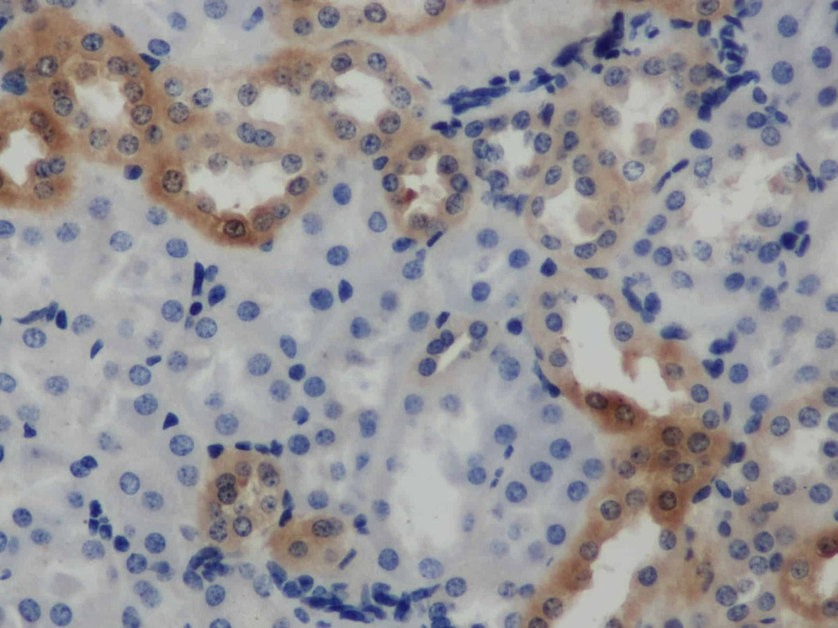 ARF6 Polyclonal Antibody Store at -20°C