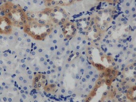 ARF6 Polyclonal Antibody Store at -20°C