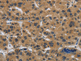 Claudin 2 Polyclonal Antibody Store at -20°C