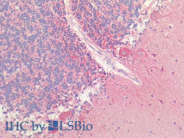 HTR1A Polyclonal Antibody Store at -20°C